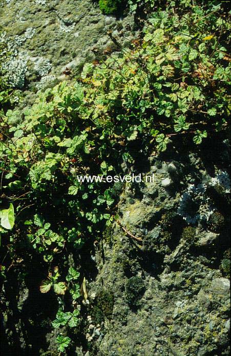 Rubus nepalensis