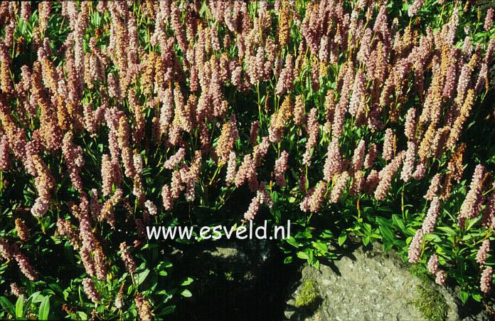 Persicaria affinis 'Donald Lowndes'