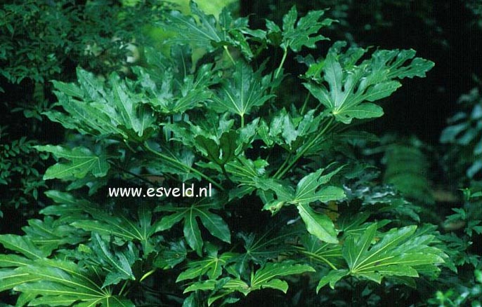 Fatsia japonica