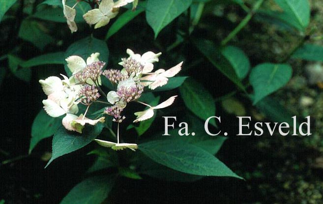 Hydrangea serrata 'Grayswood'