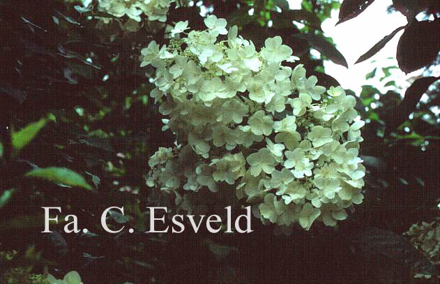 Hydrangea paniculata 'Grandiflora'