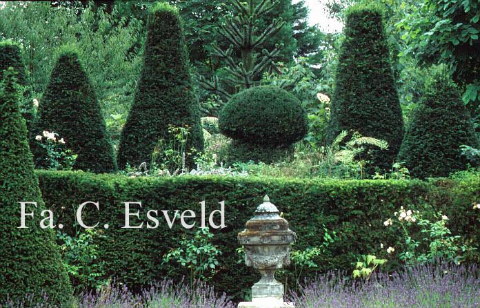 Taxus baccata