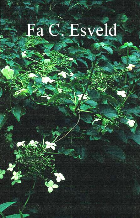 Hydrangea anomala 'Tiliifolia'