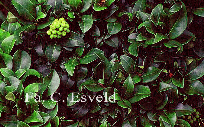 Skimmia japonica 'Undulata'