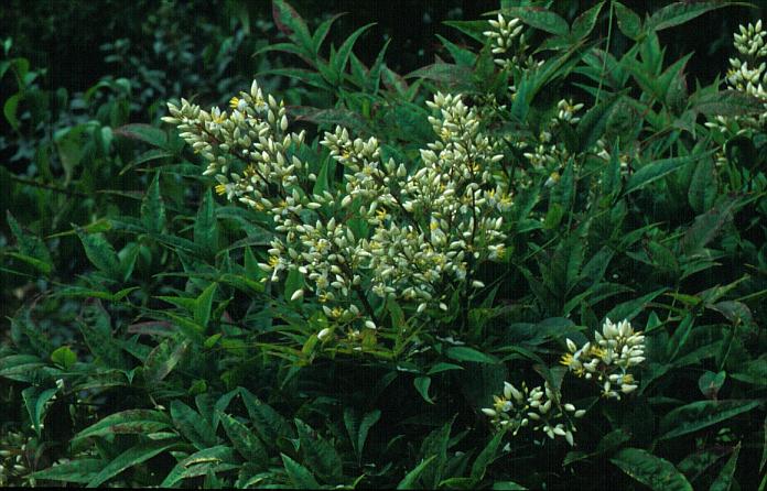 Nandina domestica