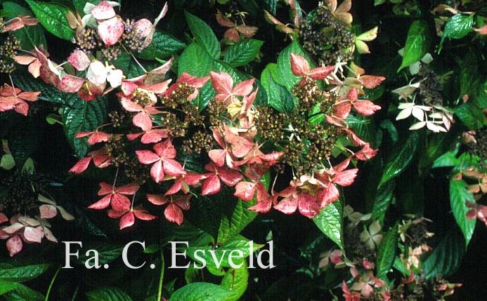 Hydrangea serrata 'Grayswood'