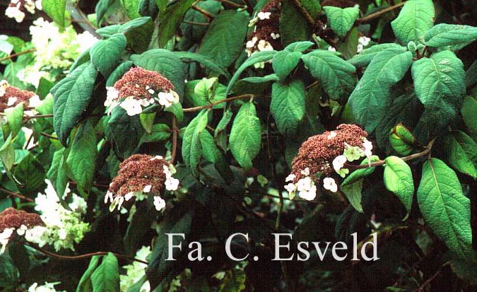 Hydrangea aspera 'Macrophylla'