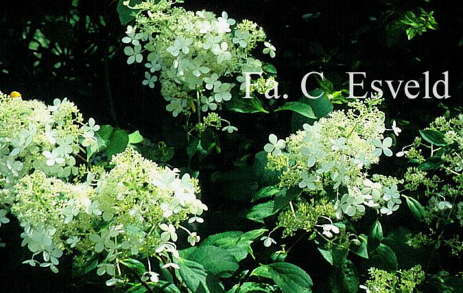 Hydrangea paniculata 'Kyushu'