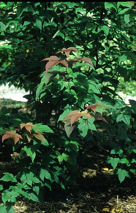 Liquidambar acalycina