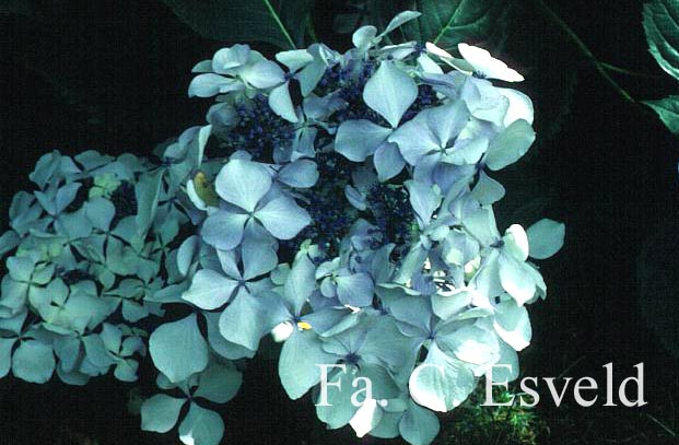 Hydrangea macrophylla 'Beaute Vendomoise'