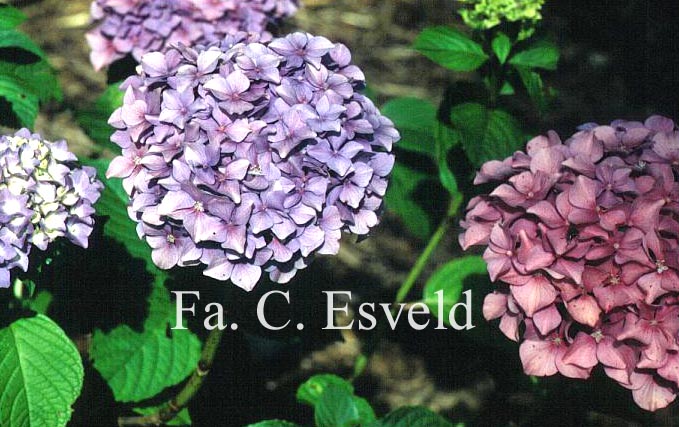 Hydrangea macrophylla 'Gartendirektor Kuehnert'