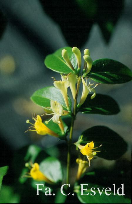 Lonicera henryi 'Copper Beauty'