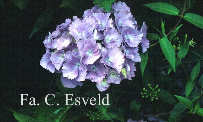 Hydrangea macrophylla 'Europa'