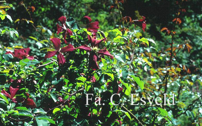 Clematis 'Madame Julia Correvon'