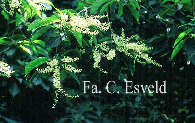 Clethra barbinervis