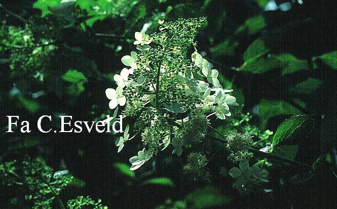 Hydrangea paniculata 'Le Vasterival' (GREAT STAR)