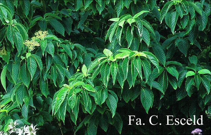 Cornus macrophylla