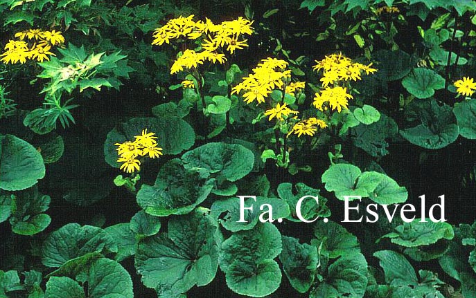 Ligularia dentata 'Desdemona'