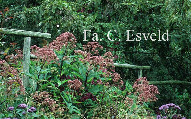 Eupatorium maculatum 'Atropurpureum'