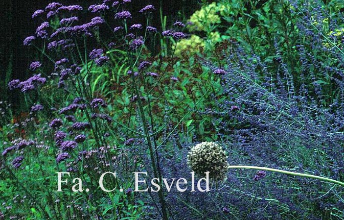 Verbena bonariensis