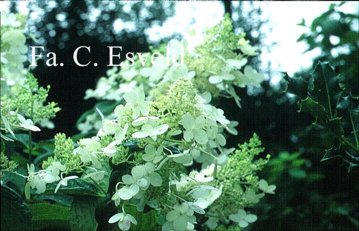 Hydrangea paniculata 'Skylight'