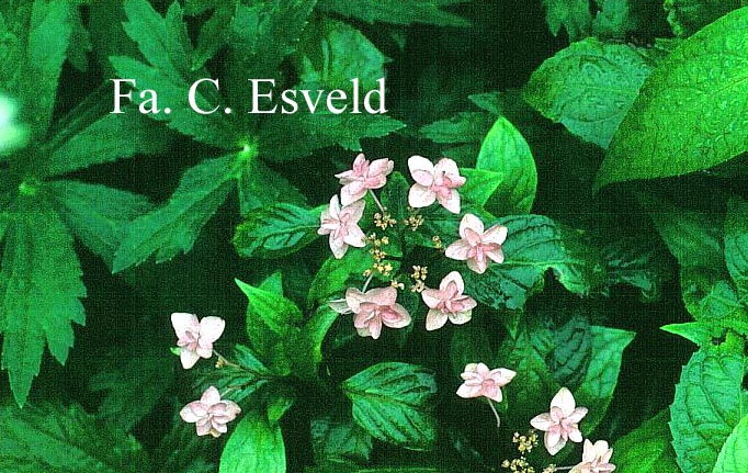 Hydrangea serrata 'Miyama yae murasaki'
