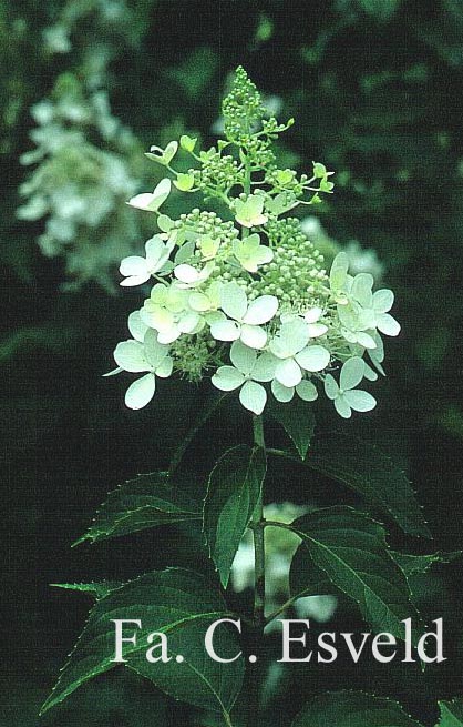 Hydrangea paniculata 'Dolly'