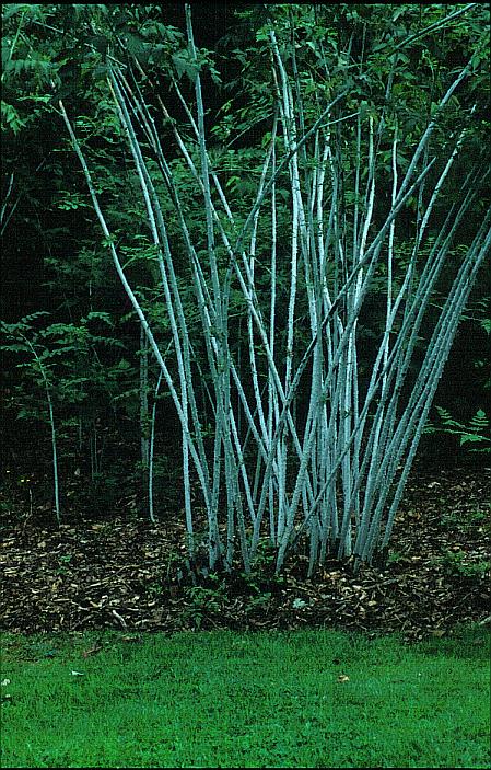 Rubus cockburnianus (9546)