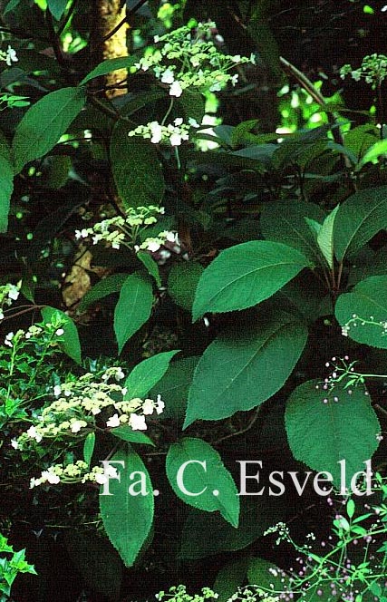 Hydrangea aspera 'Rocklon'