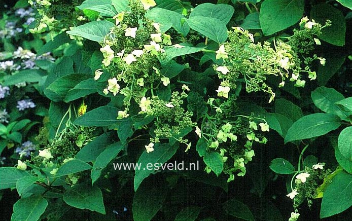 Hydrangea heteromalla 'Yalung Ridge'