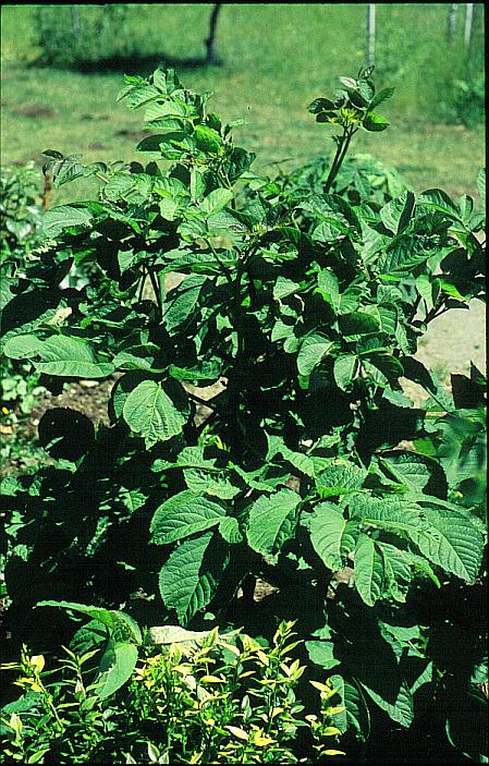 Aralia continentalis