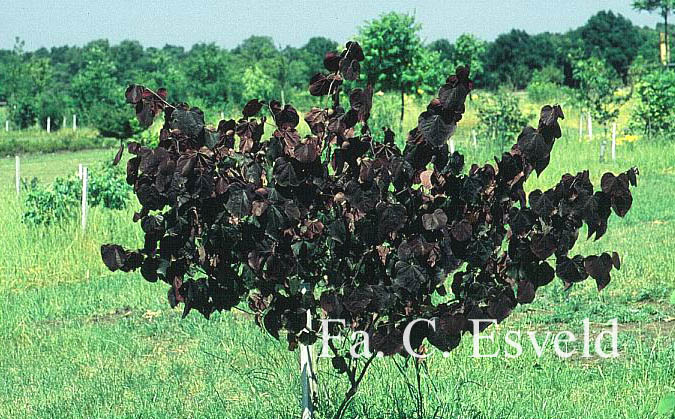 Cercis canadensis 'Forest Pansy'