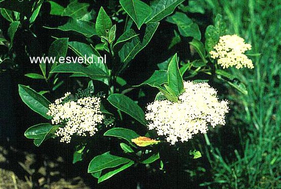 Viburnum wilsonii