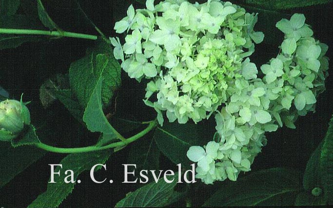 Hydrangea involucrata 'Sterilis'