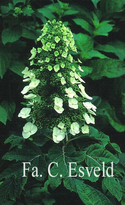 Hydrangea quercifolia 'Tennessee Clone'