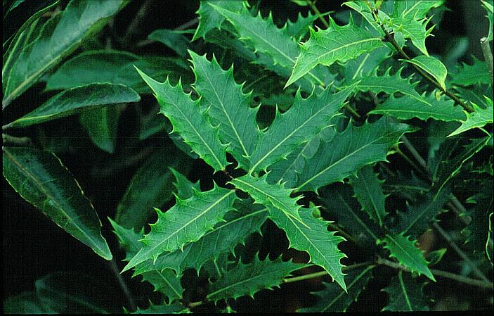 Osmanthus armatus