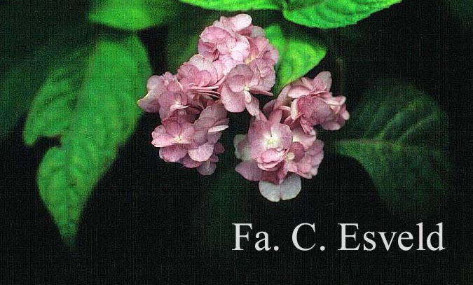 Hydrangea serrata 'Yae no amache'
