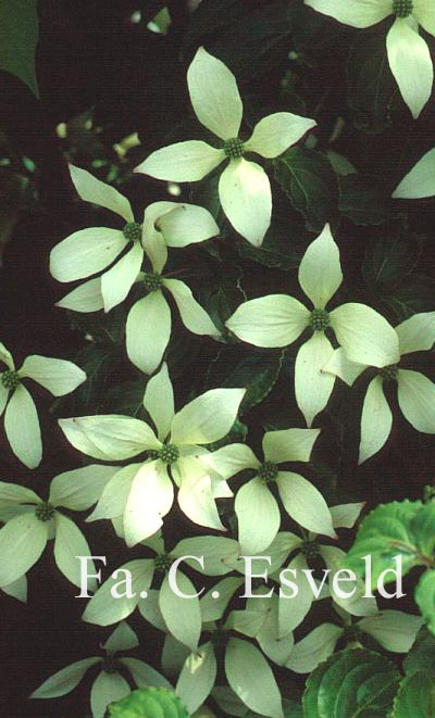 Cornus kousa 'Tsukuba no mine'