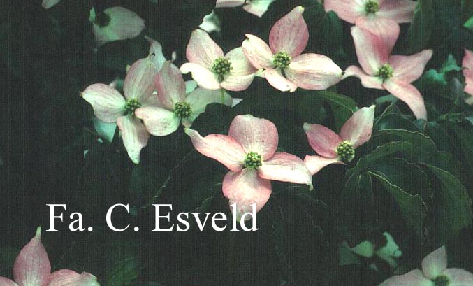 Cornus kousa 'Mount Fuji'