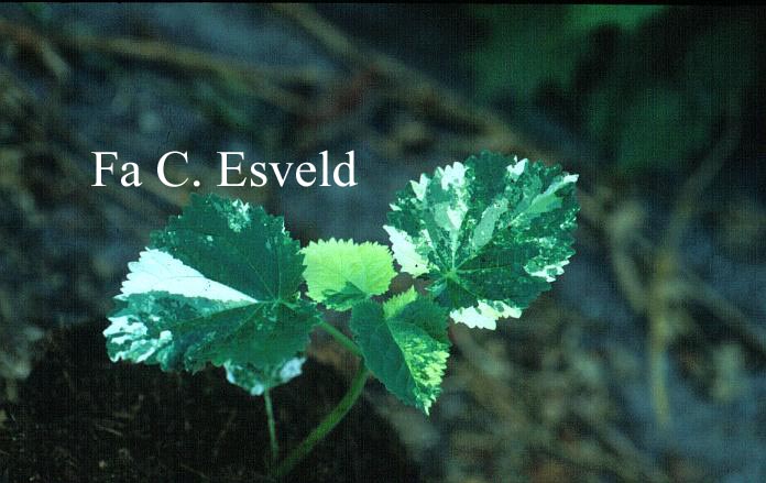 Paulownia elongata