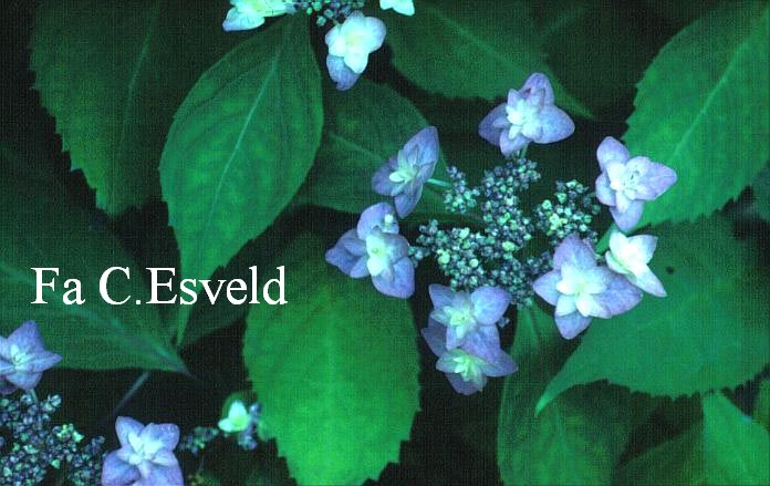Hydrangea serrata 'Miyama yae murasaki'