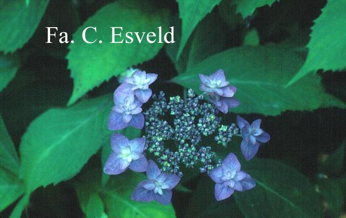 Hydrangea serrata 'Miyama yae murasaki'
