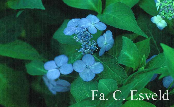 Hydrangea serrata 'Miranda'