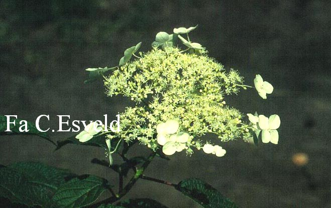 Hydrangea heteromalla 'Long White'