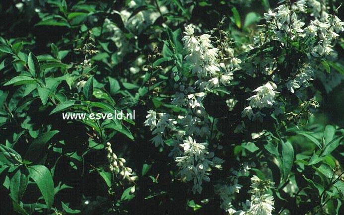 Deutzia scabra