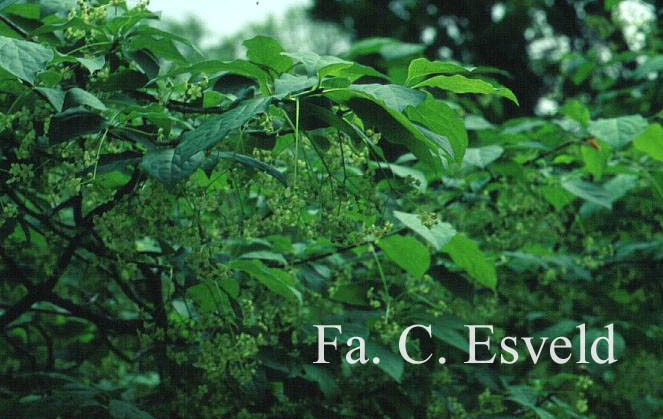 Euonymus planipes