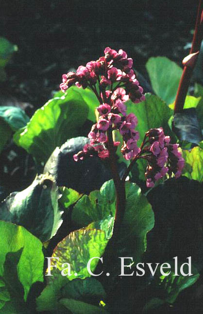 Bergenia 'Abendglut'