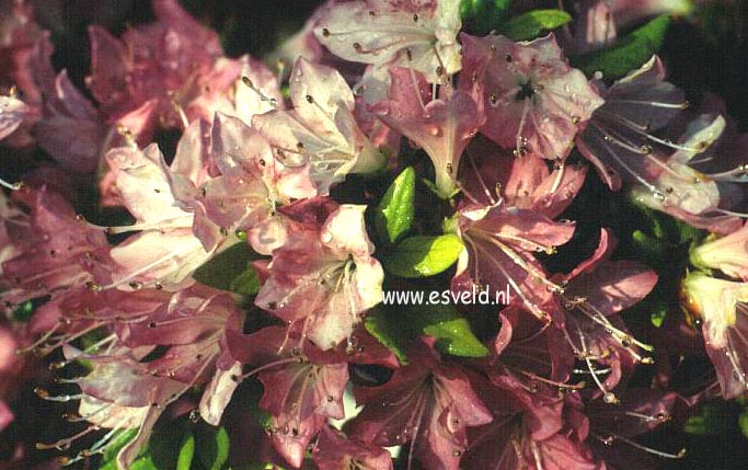 Azalea 'Kuru nagaeshi'