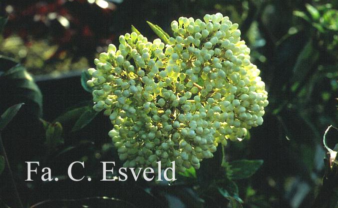 Viburnum 'Eskimo'