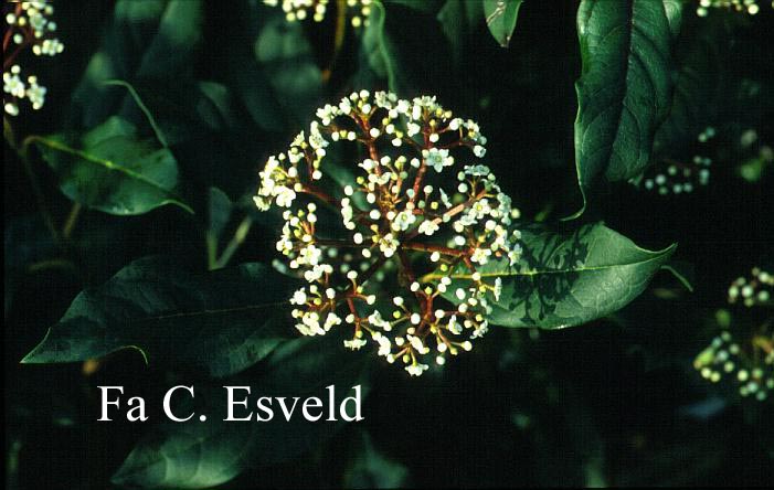 Viburnum globosum 'Jermyn's Globe'